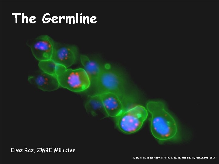 The Germline Erez Raz, ZMBE Münster Lecture slides courtesy of Anthony Wood, modified by