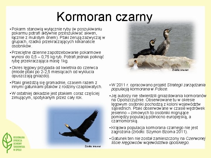 Kormoran czarny • Pokarm stanowią wyłącznie ryby (w poszukiwaniu pokarmu potrafi aktywnie przeszukiwać akwen,