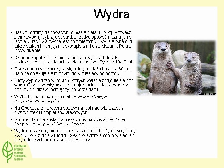 Wydra • Ssak z rodziny łasicowatych, o masie ciała 8 -12 kg. Prowadzi ziemnowodny