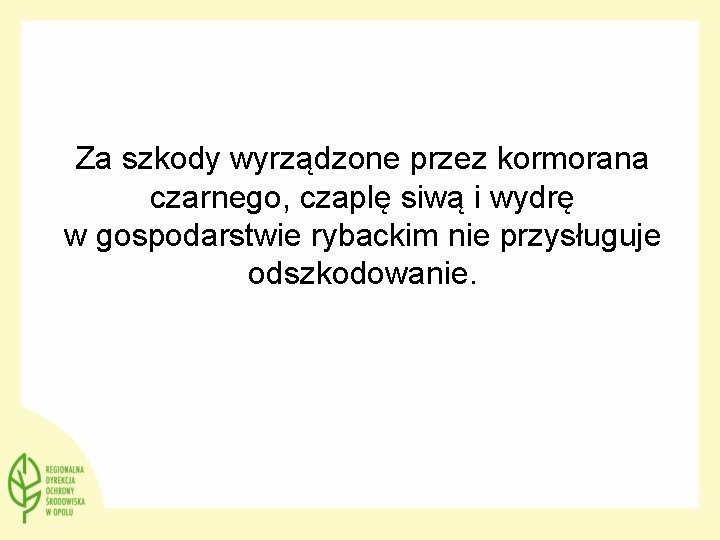 Za szkody wyrządzone przez kormorana czarnego, czaplę siwą i wydrę w gospodarstwie rybackim nie