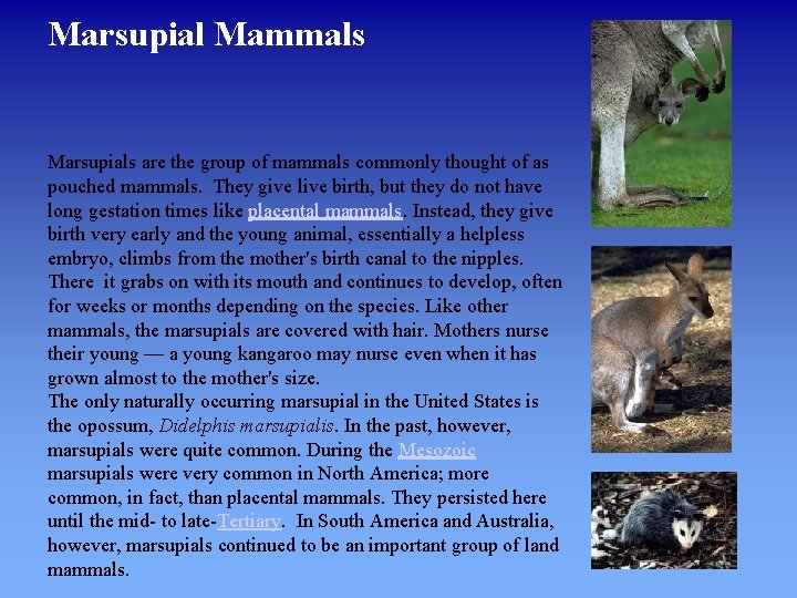 Marsupial Mammals Marsupials are the group of mammals commonly thought of as pouched mammals.