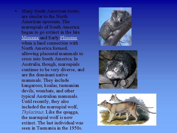  • Many South American forms are similar to the North American opossum. The