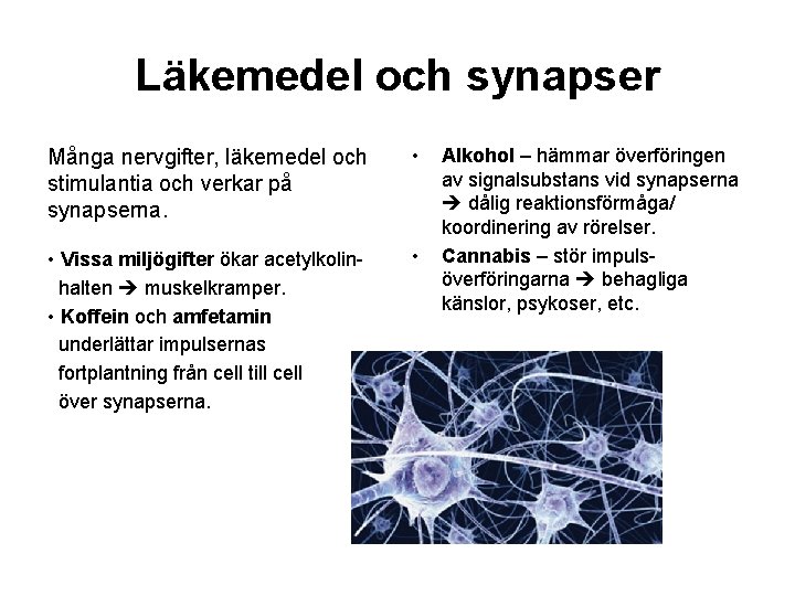 Läkemedel och synapser Många nervgifter, läkemedel och stimulantia och verkar på synapserna. • •