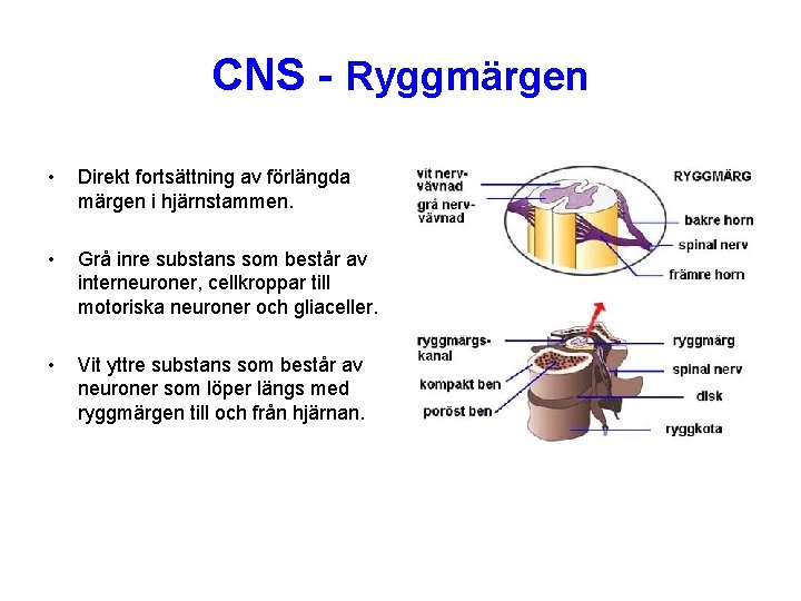 CNS - Ryggmärgen • Direkt fortsättning av förlängda märgen i hjärnstammen. • Grå inre