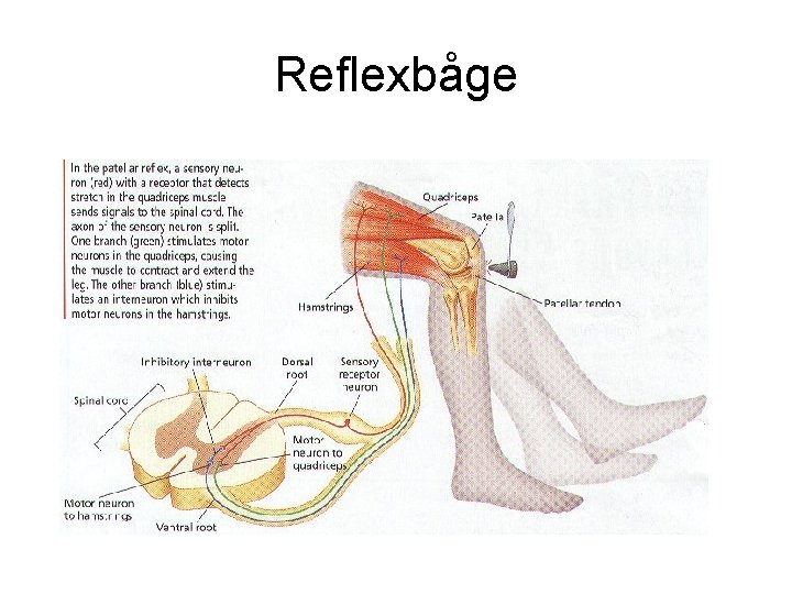 Reflexbåge 