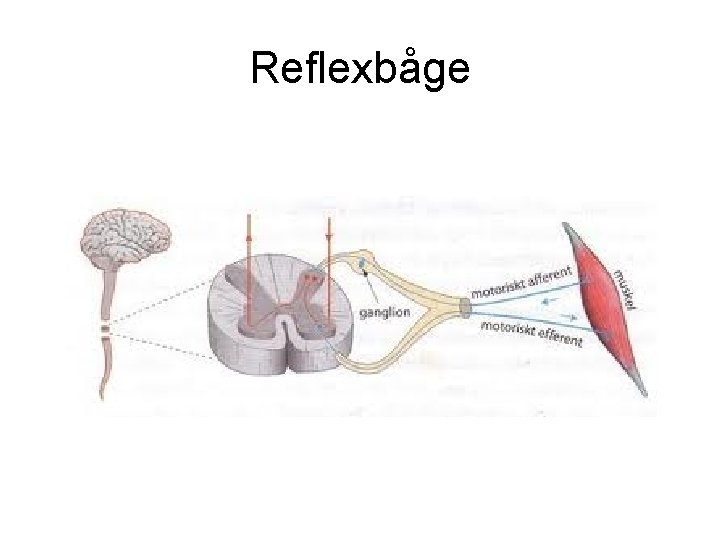 Reflexbåge 