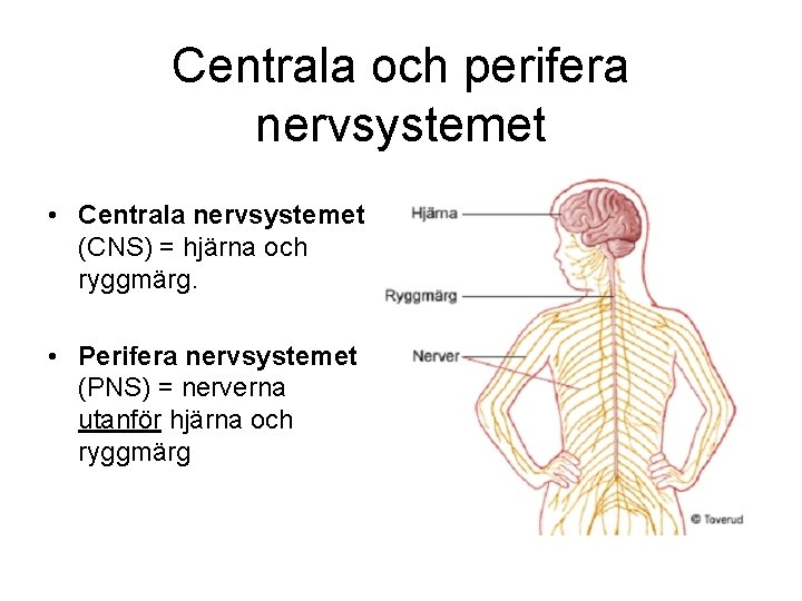 Centrala och perifera nervsystemet • Centrala nervsystemet (CNS) = hjärna och ryggmärg. • Perifera