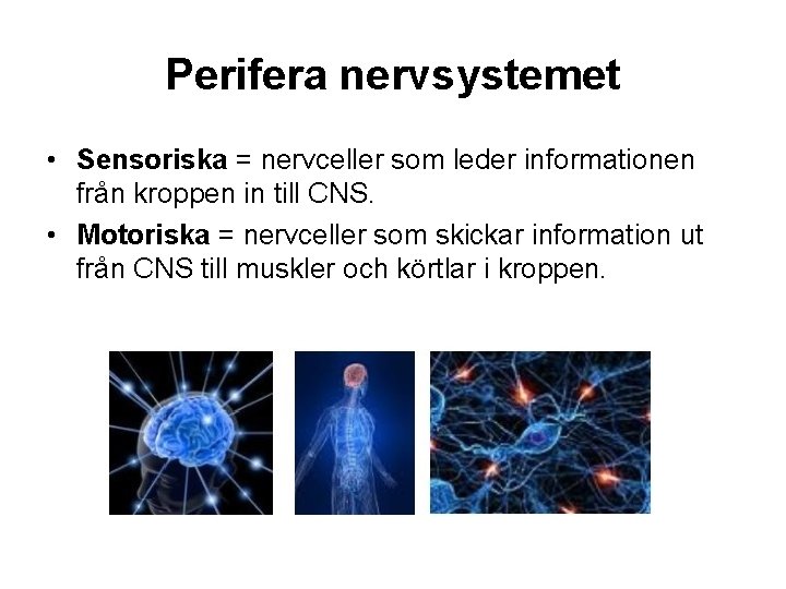 Perifera nervsystemet • Sensoriska = nervceller som leder informationen från kroppen in till CNS.
