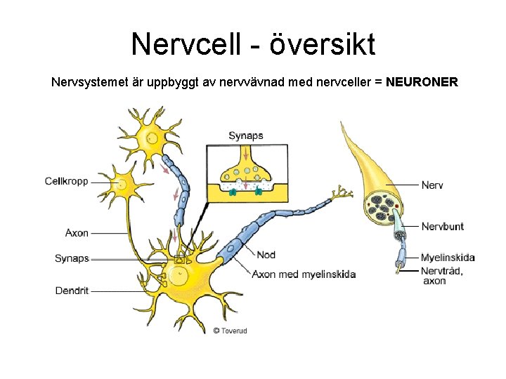 Nervcell - översikt Nervsystemet är uppbyggt av nervvävnad med nervceller = NEURONER 