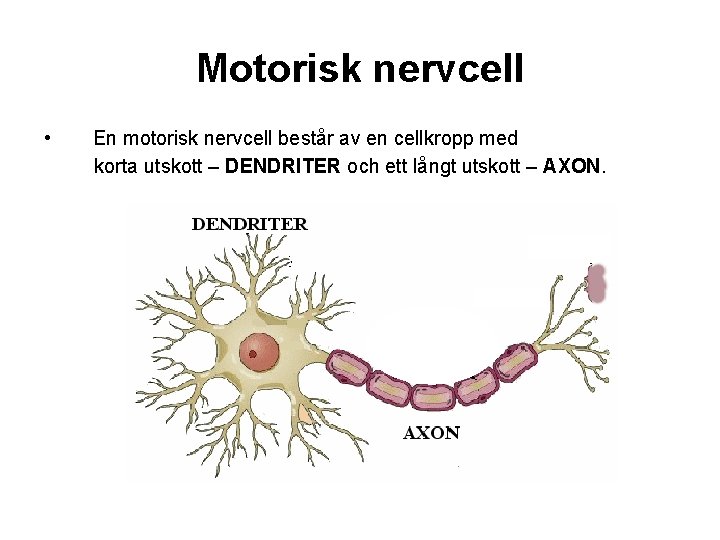 Motorisk nervcell • En motorisk nervcell består av en cellkropp med korta utskott –