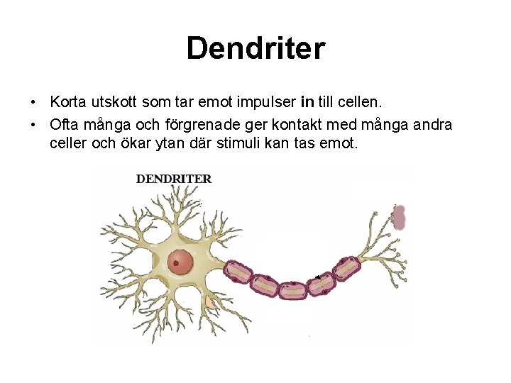 Dendriter • Korta utskott som tar emot impulser in till cellen. • Ofta många
