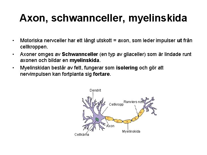 Axon, schwannceller, myelinskida • • • Motoriska nervceller har ett långt utskott = axon,