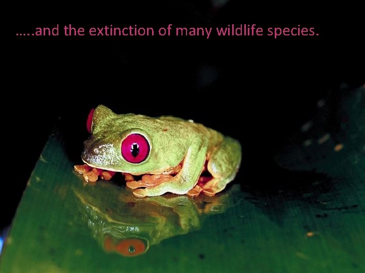 …. . and the extinction of many wildlife species. 