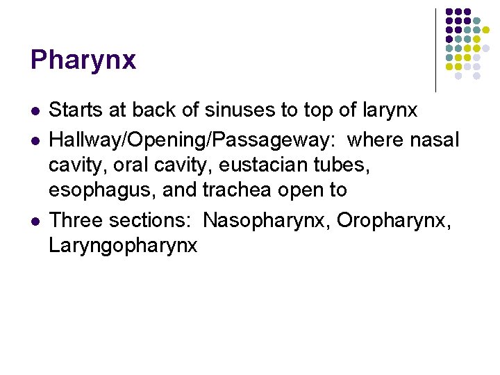 Pharynx l l l Starts at back of sinuses to top of larynx Hallway/Opening/Passageway: