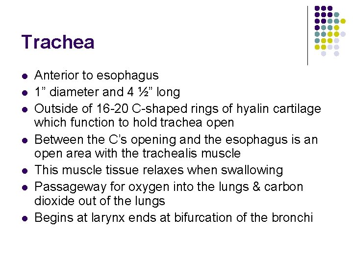 Trachea l l l l Anterior to esophagus 1” diameter and 4 ½” long