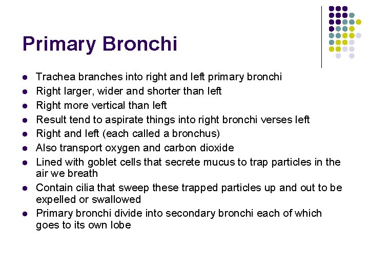 Primary Bronchi l l l l l Trachea branches into right and left primary
