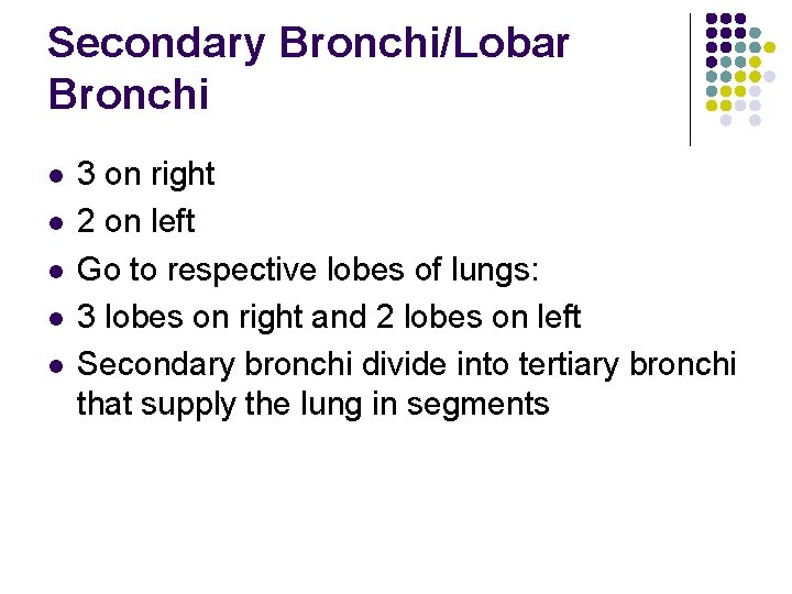 Secondary Bronchi/Lobar Bronchi l l l 3 on right 2 on left Go to