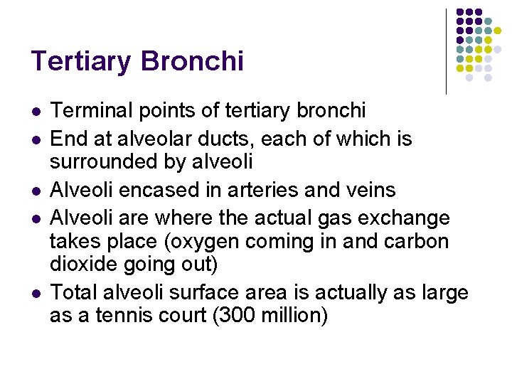 Tertiary Bronchi l l l Terminal points of tertiary bronchi End at alveolar ducts,
