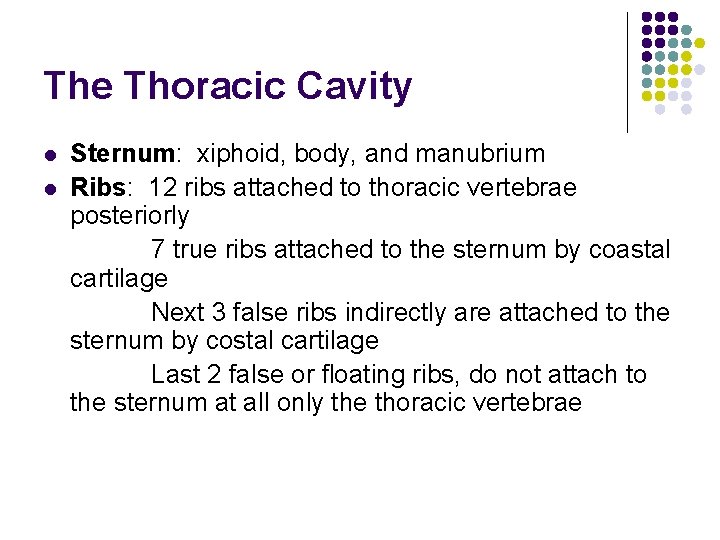 The Thoracic Cavity l l Sternum: xiphoid, body, and manubrium Ribs: 12 ribs attached