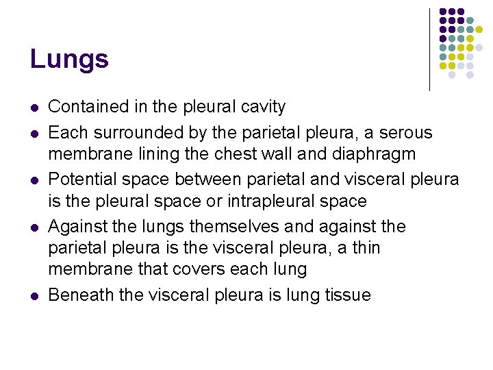 Lungs l l l Contained in the pleural cavity Each surrounded by the parietal