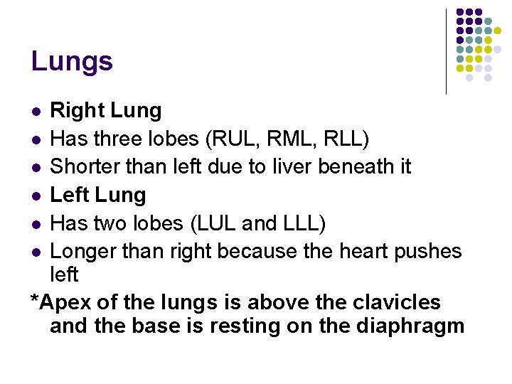 Lungs Right Lung l Has three lobes (RUL, RML, RLL) l Shorter than left