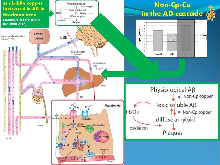 25% Labile copper increased in AD in Brodman area (James et al Free Radic