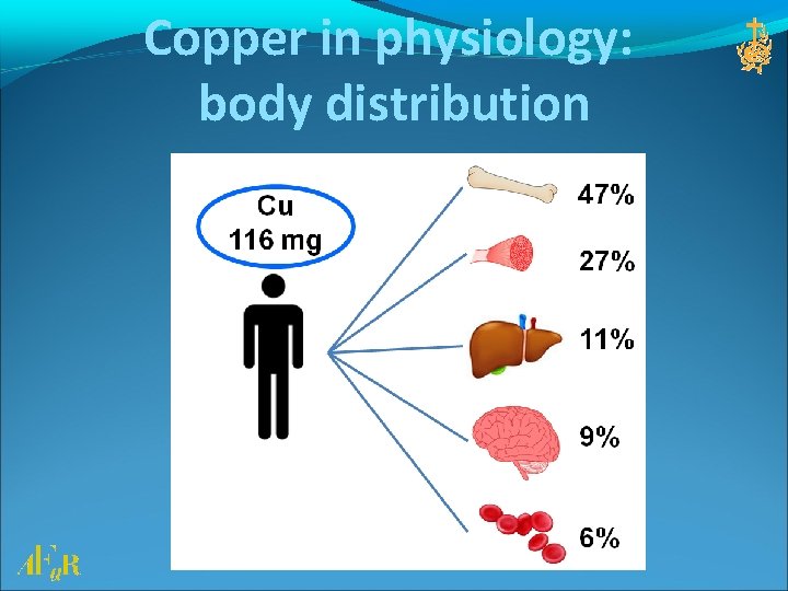 Copper in physiology: body distribution 