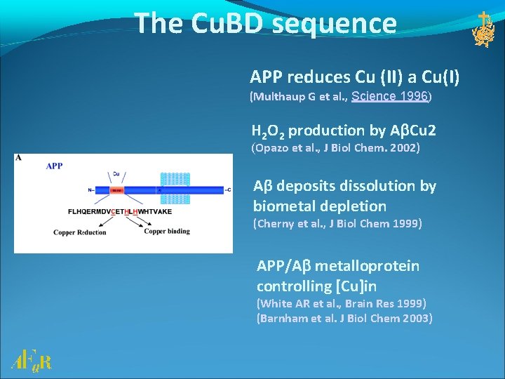 The Cu. BD sequence APP reduces Cu (II) a Cu(I) (Multhaup G et al.