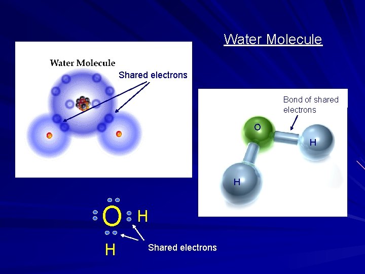 Water Molecule Shared electrons Bond of shared electrons O H H Shared electrons 