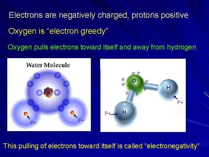 Electrons are negatively charged, protons positive Oxygen is “electron greedy” Oxygen pulls electrons toward