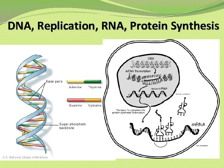 DNA, Replication, RNA, Protein Synthesis DNA, Replication, RNA, Protein Synthesis