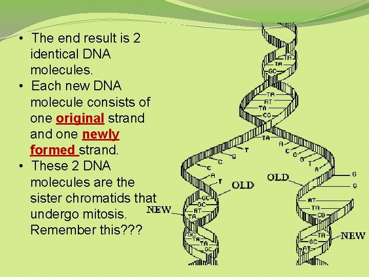 • The end result is 2 identical DNA molecules. • Each new DNA • The end result is 2 identical DNA molecules. • Each new DNA