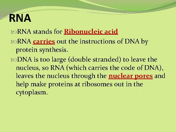 RNA stands for Ribonucleic acid RNA carries out the instructions of DNA by protein RNA stands for Ribonucleic acid RNA carries out the instructions of DNA by protein