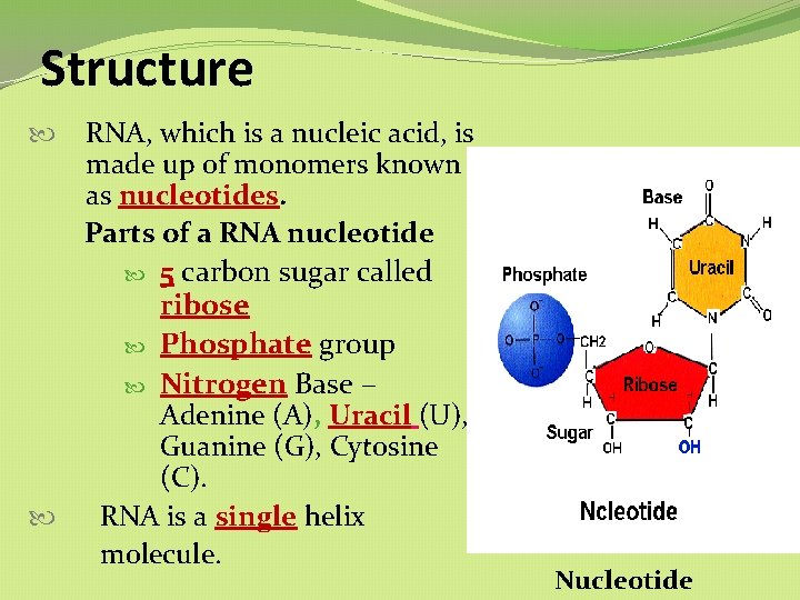 Structure RNA, which is a nucleic acid, is made up of monomers known as Structure RNA, which is a nucleic acid, is made up of monomers known as