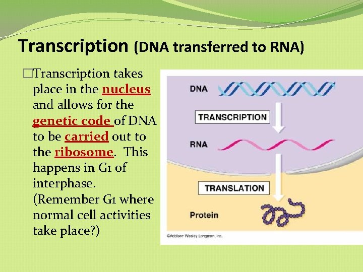 Transcription (DNA transferred to RNA) �Transcription takes place in the nucleus and allows for Transcription (DNA transferred to RNA) �Transcription takes place in the nucleus and allows for