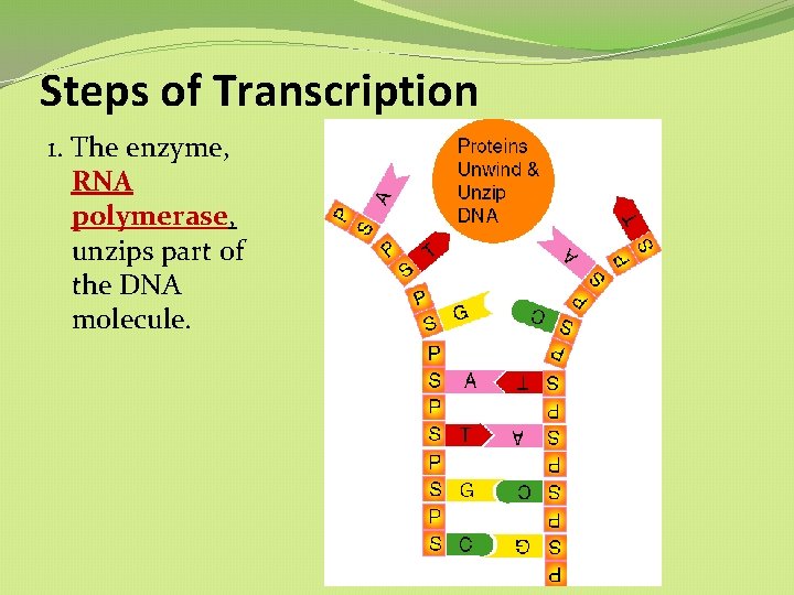 Steps of Transcription 1. The enzyme, RNA polymerase, unzips part of the DNA molecule. Steps of Transcription 1. The enzyme, RNA polymerase, unzips part of the DNA molecule.