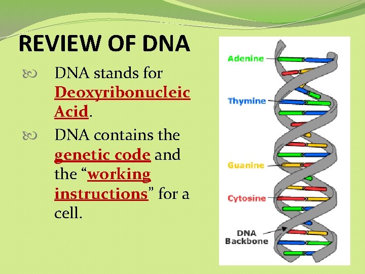 REVIEW OF DNA stands for Deoxyribonucleic Acid. DNA contains the genetic code and the REVIEW OF DNA stands for Deoxyribonucleic Acid. DNA contains the genetic code and the