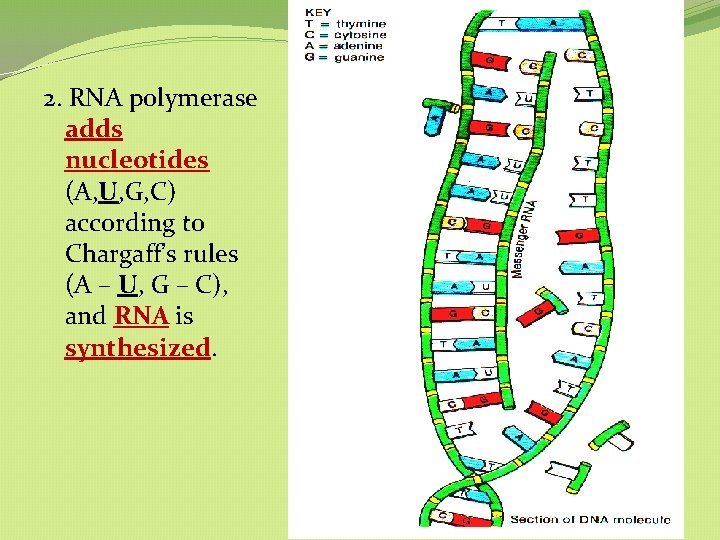 2. RNA polymerase adds nucleotides (A, U, G, C) according to Chargaff’s rules (A 2. RNA polymerase adds nucleotides (A, U, G, C) according to Chargaff’s rules (A