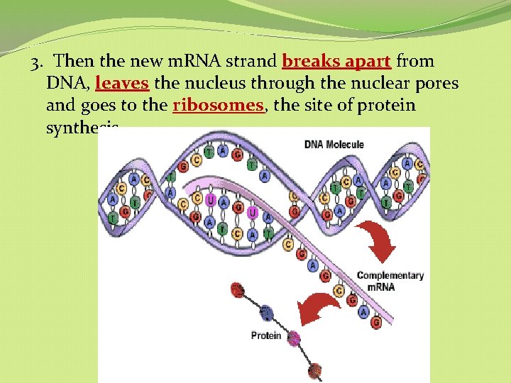 3. Then the new m. RNA strand breaks apart from DNA, leaves the nucleus 3. Then the new m. RNA strand breaks apart from DNA, leaves the nucleus