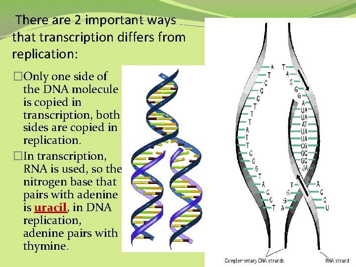 There are 2 important ways that transcription differs from replication: �Only one side of There are 2 important ways that transcription differs from replication: �Only one side of