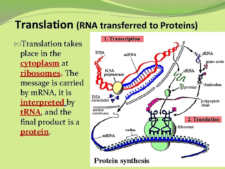Translation (RNA transferred to Proteins) Translation takes place in the cytoplasm at ribosomes. The Translation (RNA transferred to Proteins) Translation takes place in the cytoplasm at ribosomes. The
