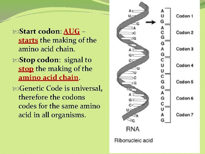 Start codon: AUG – starts the making of the amino acid chain. Stop Start codon: AUG – starts the making of the amino acid chain. Stop