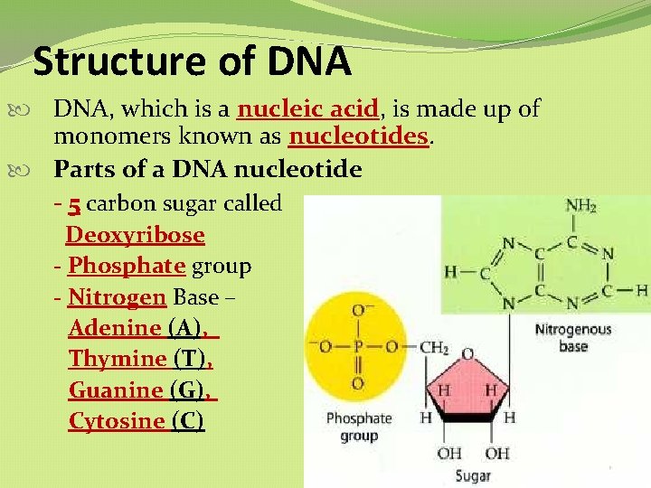 Structure of DNA, which is a nucleic acid, is made up of monomers known Structure of DNA, which is a nucleic acid, is made up of monomers known