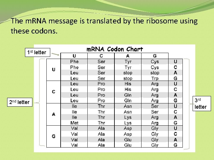 The m. RNA message is translated by the ribosome using these codons. 1 st The m. RNA message is translated by the ribosome using these codons. 1 st