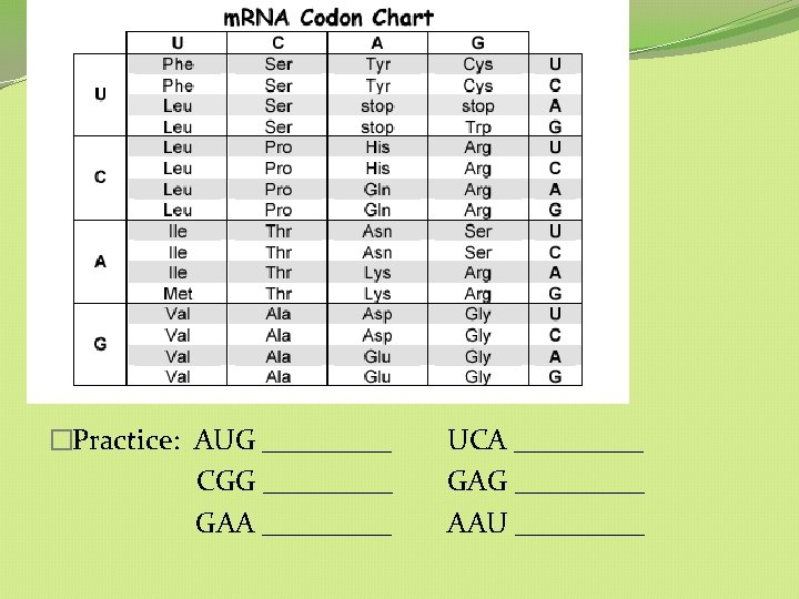 �Practice: AUG _____ CGG _____ GAA _____ UCA _____ GAG _____ AAU _____ �Practice: AUG _____ CGG _____ GAA _____ UCA _____ GAG _____ AAU _____