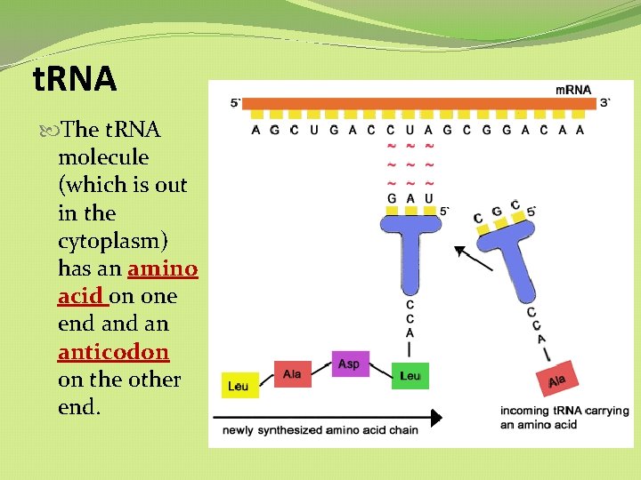 t. RNA The t. RNA molecule (which is out in the cytoplasm) has an t. RNA The t. RNA molecule (which is out in the cytoplasm) has an