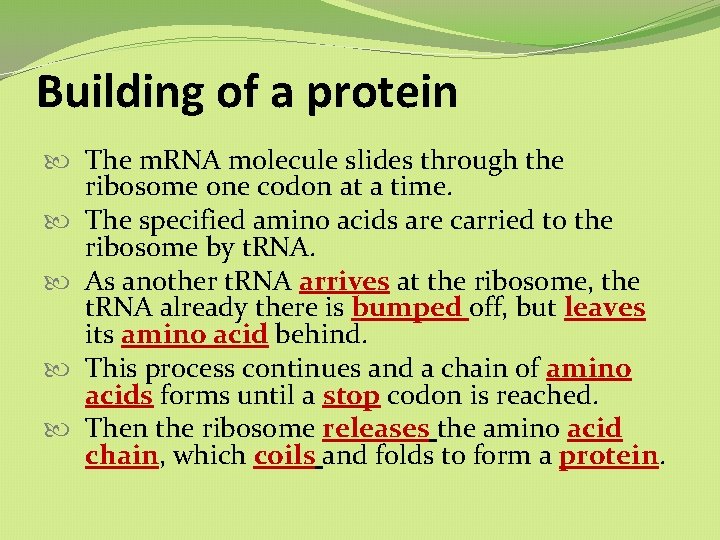 Building of a protein The m. RNA molecule slides through the ribosome one codon Building of a protein The m. RNA molecule slides through the ribosome one codon