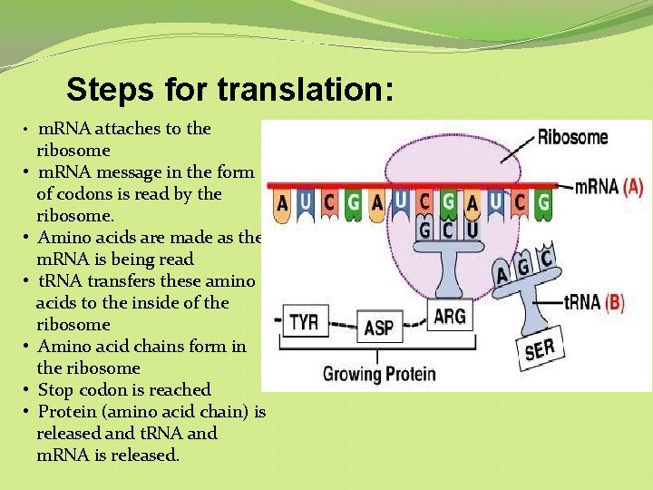 Steps for translation: • m. RNA attaches to the • • • ribosome m. Steps for translation: • m. RNA attaches to the • • • ribosome m.