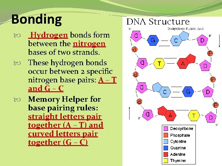 Bonding Hydrogen bonds form between the nitrogen bases of two strands. These hydrogen bonds Bonding Hydrogen bonds form between the nitrogen bases of two strands. These hydrogen bonds