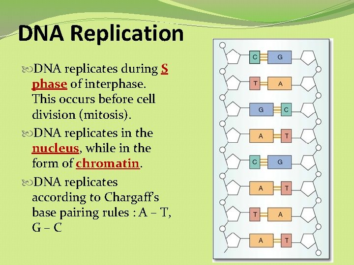 DNA Replication DNA replicates during S phase of interphase. This occurs before cell division DNA Replication DNA replicates during S phase of interphase. This occurs before cell division